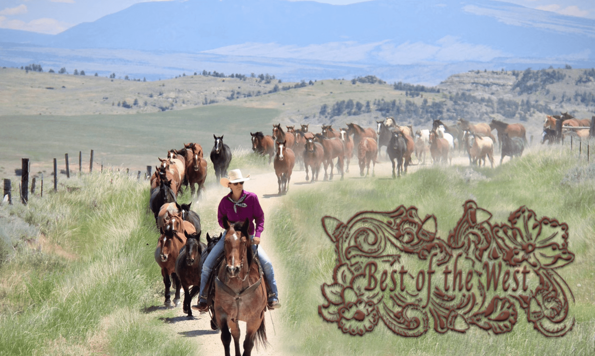 Best of the West Horses