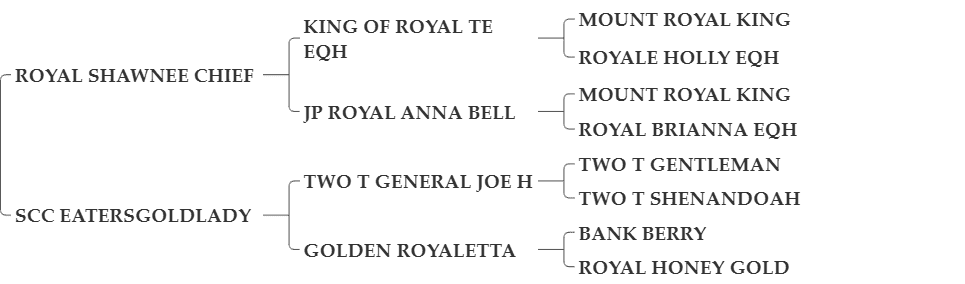 SCCEASTERROYALCHIEF SCCEASTERROYALCHIEF