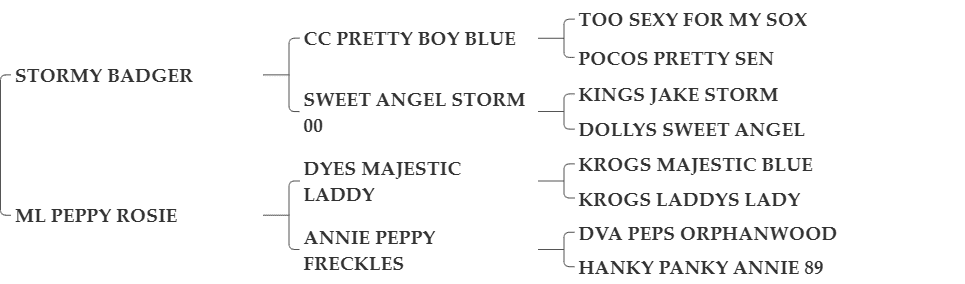 TT BLUE PEPPY BADGER TT BLUE PEPPY BADGER