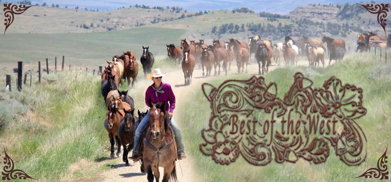 Best of the West Horses