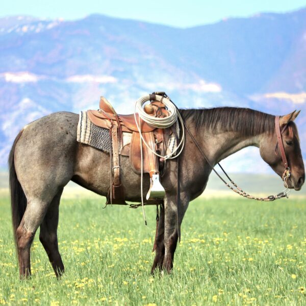 1747143413-fieldhorse_photo_1623161784265