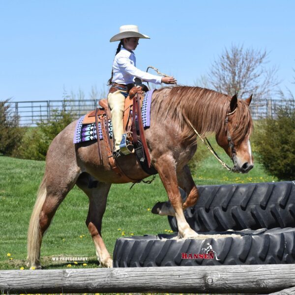 KoolAid_HansenPerformanceHorsesWeb6