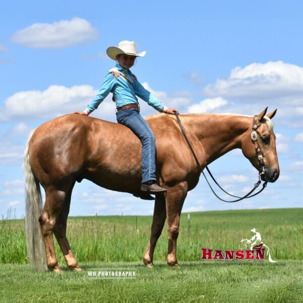 Minion_HansenPerformanceHorsesWeb5