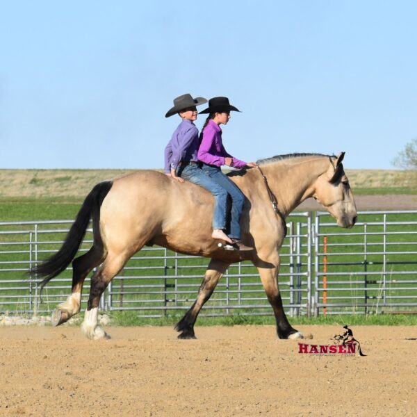 OneTon_HansenPerformanceHorses