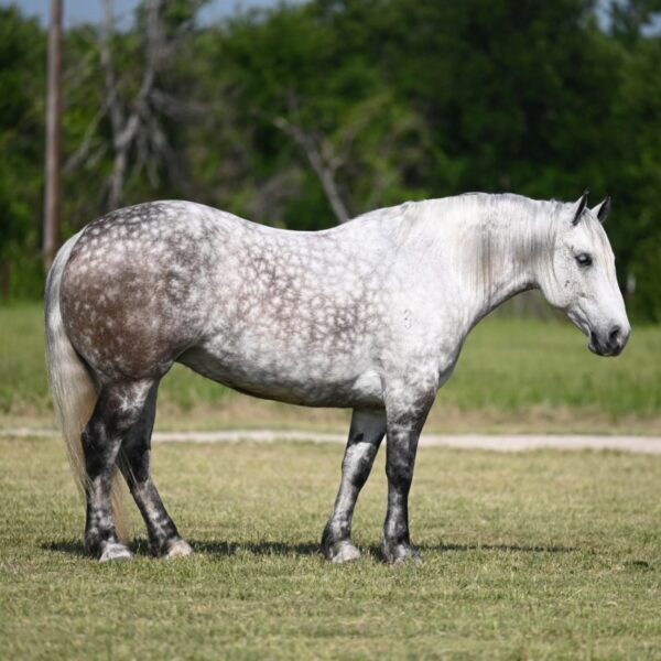 fieldhorse_photo_1623161784265-2-scaled