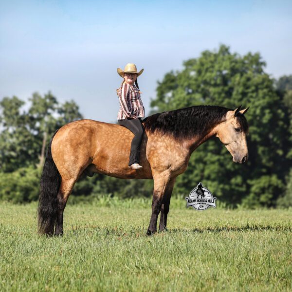 fieldhorse_photo_1623161784265Ariat3.0-scaled