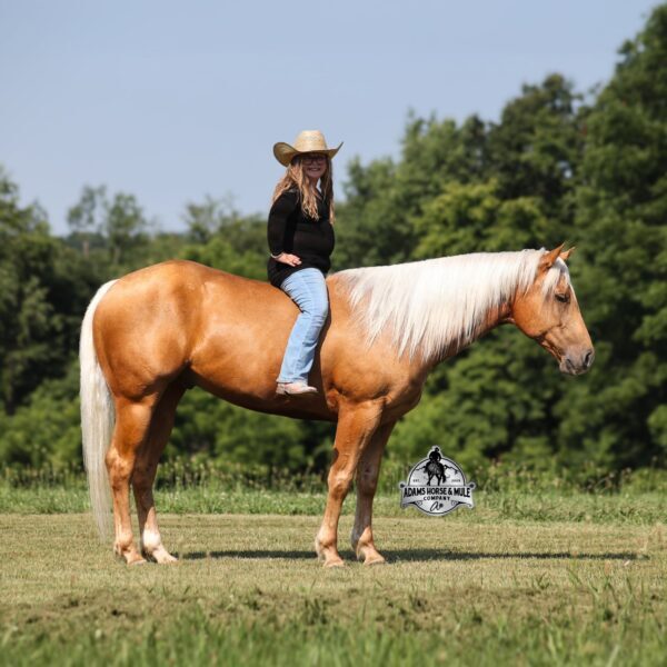 fieldhorse_photo_1623161784265Cinco1