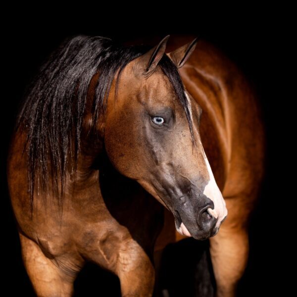 fieldhorse_photo_1623161784265Smart-Shiney-Beamer-scaled