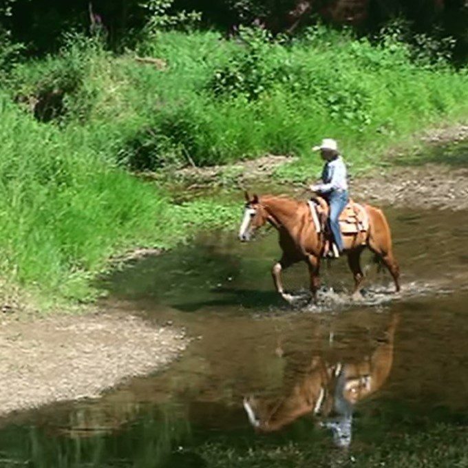 fieldhorse_photo_1623161784265Smoken-Red-Badger-aka-Whiskey-a-Handy-Calm-and-Versatile-Lit-Horse-9
