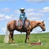 Minion_HansenPerformanceHorsesWeb9