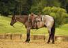 _91A1785-2 copy