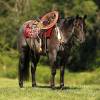 1754666647-fieldhorse_photo_1623161784265Laddy