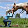 Minion_HansenPerformanceHorsesWeb11