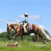 Minion_HansenPerformanceHorsesWeb8