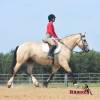 OneTon_HansenPerformanceHorsesWeb15