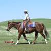 Stiletto_HansenPerformanceHorsesWeb4