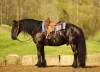_91A1703-2 copy