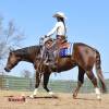 Stiletto_HansenPerformanceHorsesWeb30