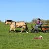 OneTon_HansenPerformanceHorsesWeb3