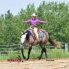 Macho_HansenPerformanceHorsesWeb