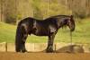 _91A1452-2 copy