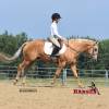 Minion_HansenPerformanceHorsesWeb16