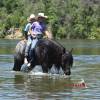 Sasquatch_HansenPerformanceHorsesWeb7