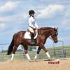 Tarzan_HansenPerformanceHorsesWeb16
