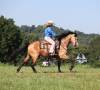 fieldhorse_photo_1623161784265Ariat3.0-5