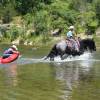 Sasquatch_HansenPerformanceHorsesWeb13