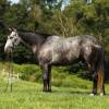 fieldhorse_photo_1623161784265Shadow-scaled