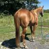 fieldhorse_photo_1623161784265Smoken-Red-Badger-aka-Whiskey-a-Handy-Calm-and-Versatile-Lit-Horse-14