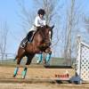 Stiletto_HansenPerformanceHorsesWeb7