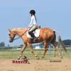 Minion_HansenPerformanceHorsesWeb15