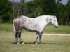 fieldhorse_photo_1623161784265-2-scaled