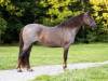 fieldhorse_photo_1623161784265Zeus-13-scaled
