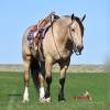 OneTon_HansenPerformanceHorsesWeb6