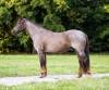 fieldhorse_photo_1623161784265Zeus-15-scaled