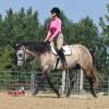 Macho_HansenPerformanceHorsesWeb12