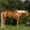 fieldhorse_photo_1623161784265Winston-scaled