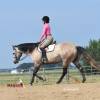 Macho_HansenPerformanceHorsesWeb11