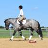 Sasquatch_HansenPerformanceHorsesWeb5