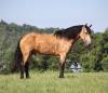 fieldhorse_photo_1623161784265Ariat3.0-2