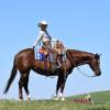 Stiletto_HansenPerformanceHorsesWeb