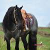 Sasquatch_HansenPerformanceHorsesWeb3