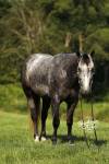 _91A4330-3 copy