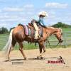 Minion_HansenPerformanceHorsesWeb