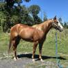 fieldhorse_photo_1623161784265Smoken-Red-Badger-aka-Whiskey-a-Handy-Calm-and-Versatile-Lit-Horse-13