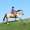 OneTon_HansenPerformanceHorsesWeb5