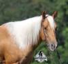fieldhorse_photo_1623161784265Cinco1-1